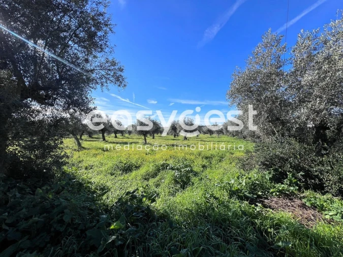 Terreno Misto para Venda em Abrantes (São Vicente e São João) e Alferrarede Foto 2