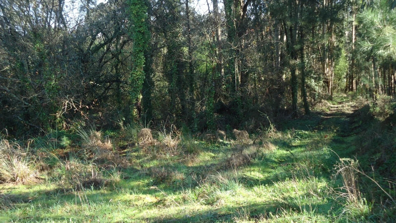 Terreno para Venda em Glória e Vera Cruz Foto 6