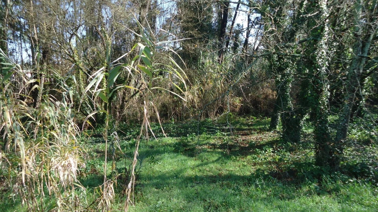 Terreno para Venda em Glória e Vera Cruz Foto 8