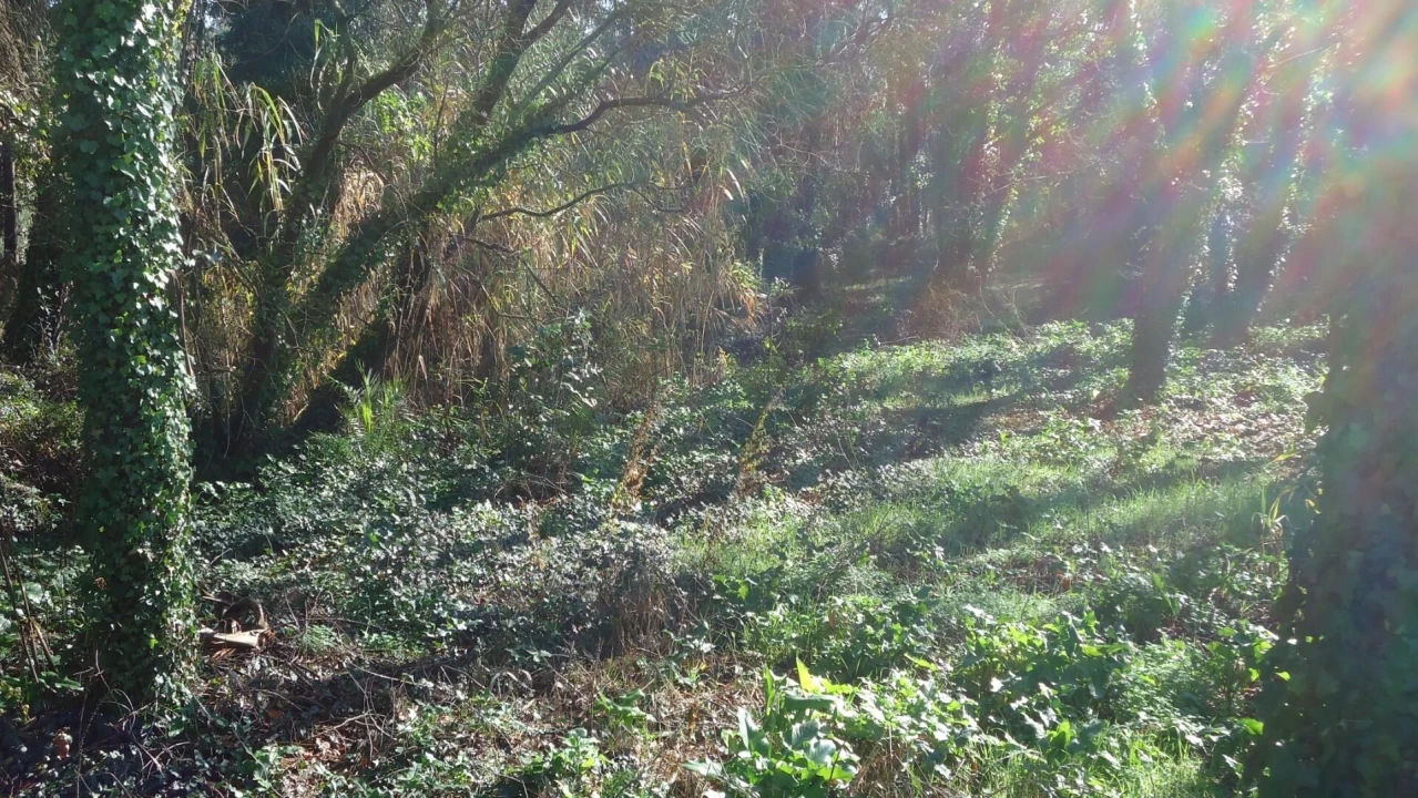 Terreno para Venda em Glória e Vera Cruz Foto 11