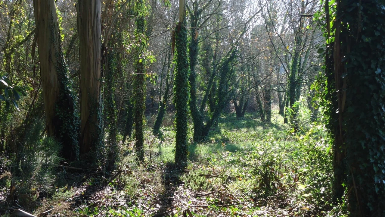Terreno para Venda em Glória e Vera Cruz Foto 13