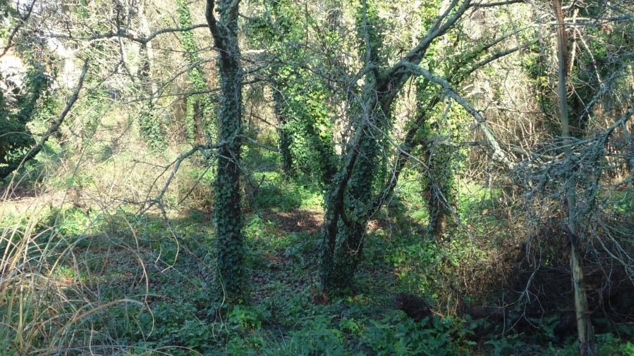 Terreno para Venda em Glória e Vera Cruz Foto 9