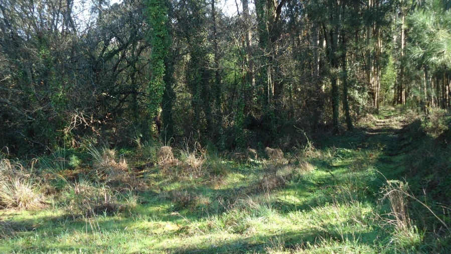 Terreno para Venda em Glória e Vera Cruz Foto 6