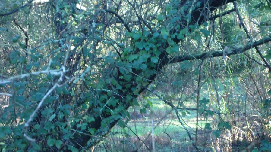 Terreno para Venda em Glória e Vera Cruz Foto 10