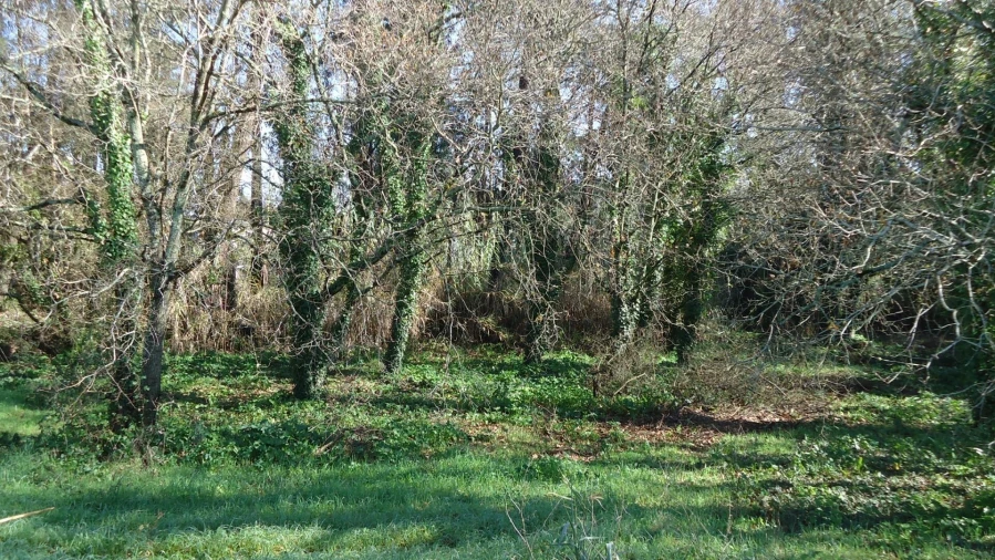 Terreno para Venda em Glória e Vera Cruz Foto 16