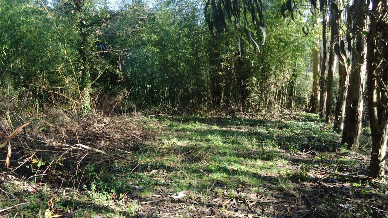 Terreno para Venda em Glória e Vera Cruz Foto 17