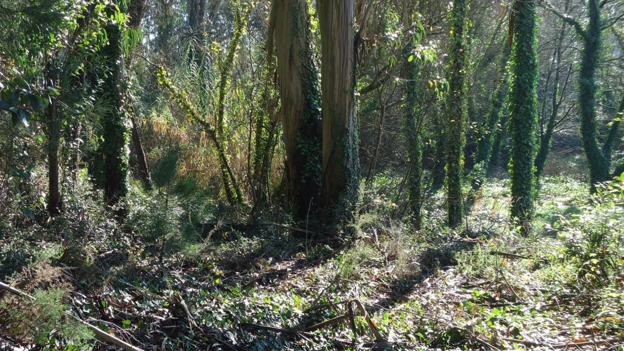 Terreno para Venda em Glória e Vera Cruz Foto 14