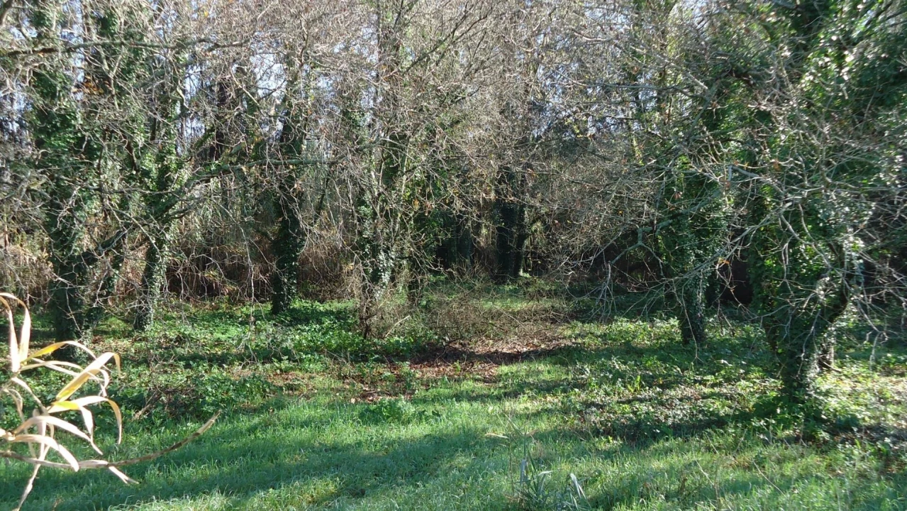 Terreno para Venda em Glória e Vera Cruz Foto 15