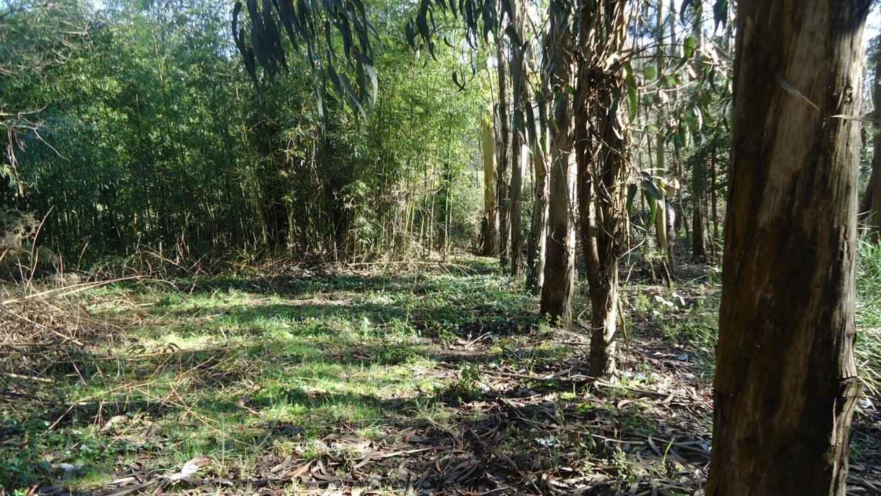 Terreno para Venda em Glória e Vera Cruz Foto 18