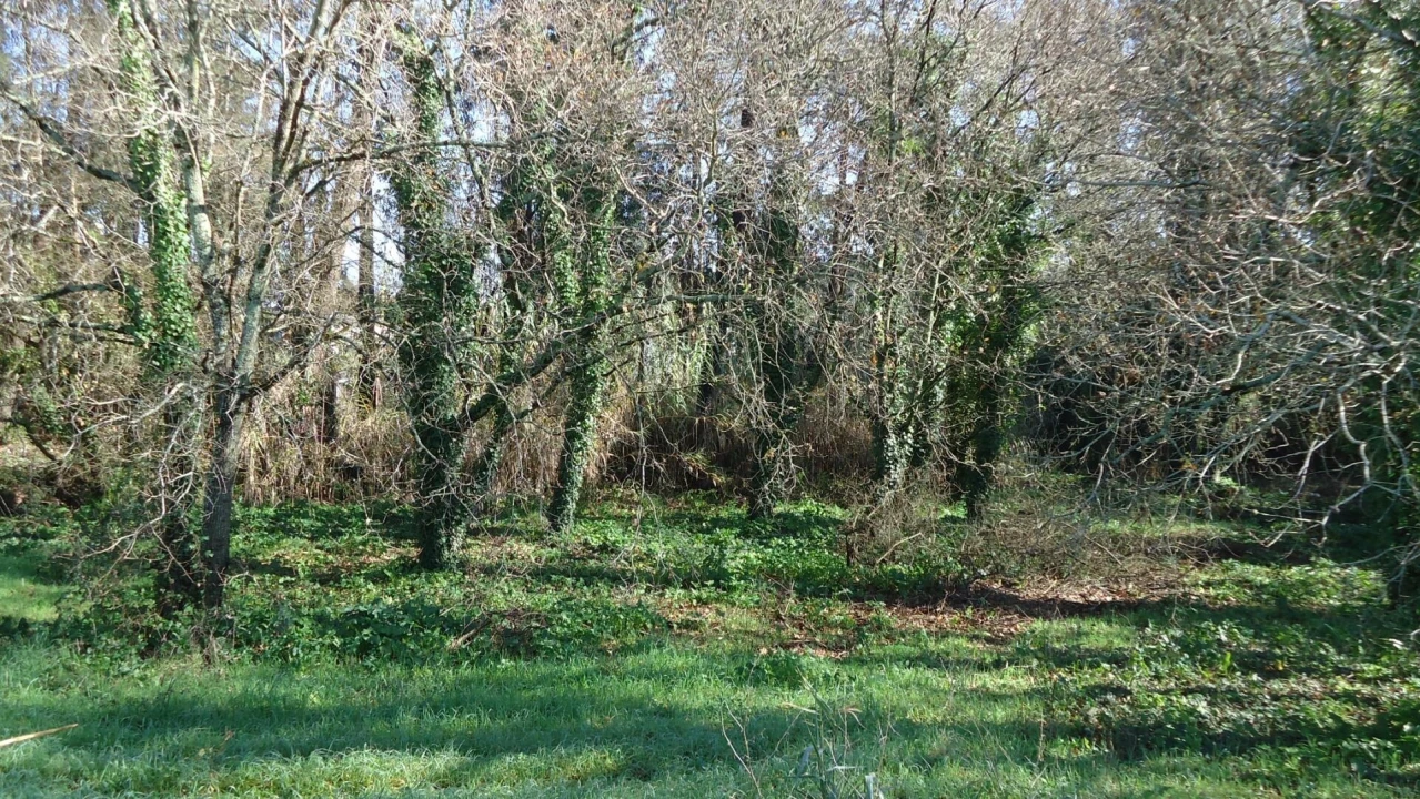 Terreno para Venda em Glória e Vera Cruz Foto 16