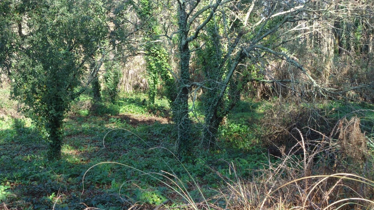 Terreno para Venda em Glória e Vera Cruz Foto 7