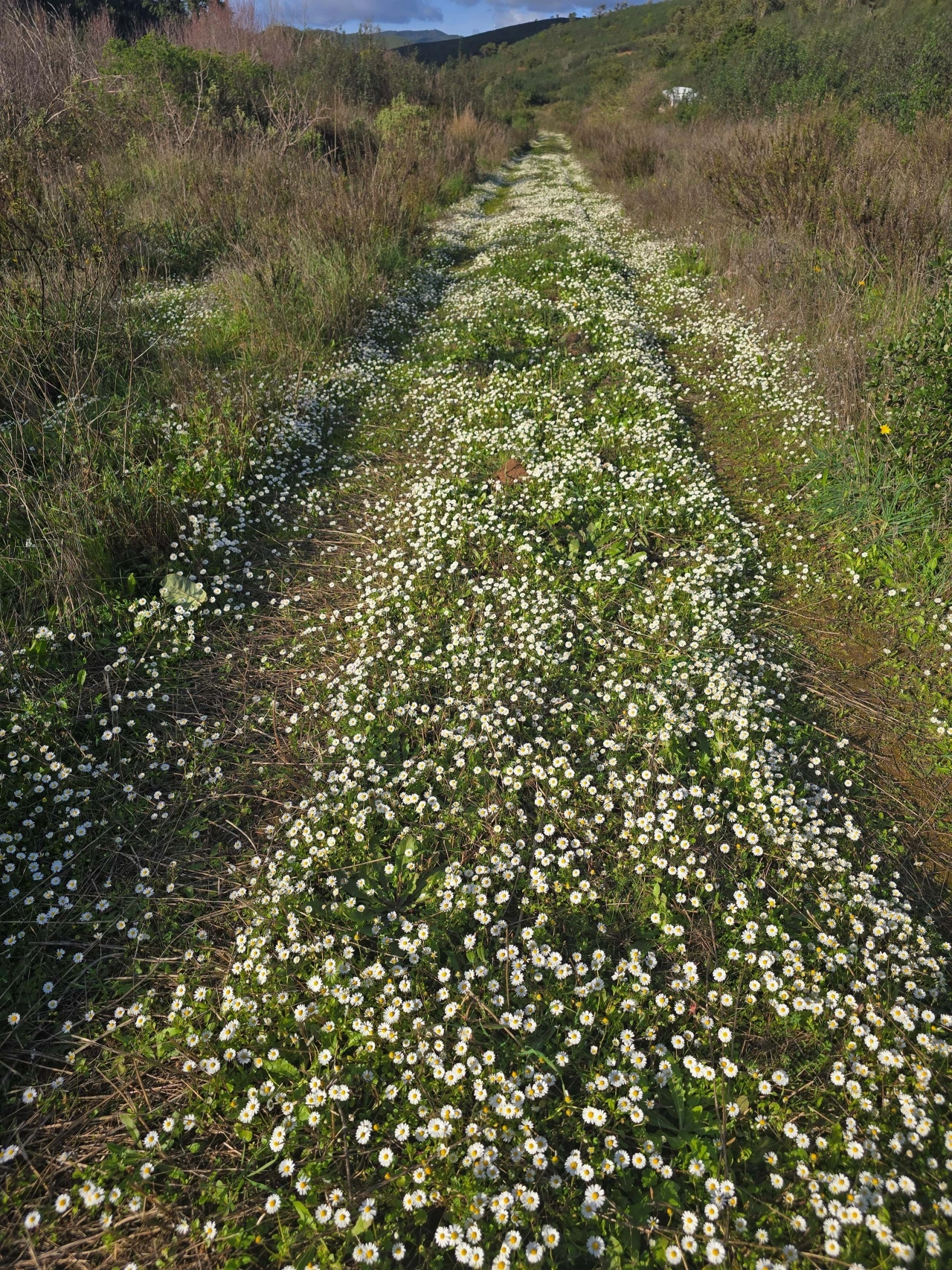 Terreno para Venda em Marmelete Foto 5