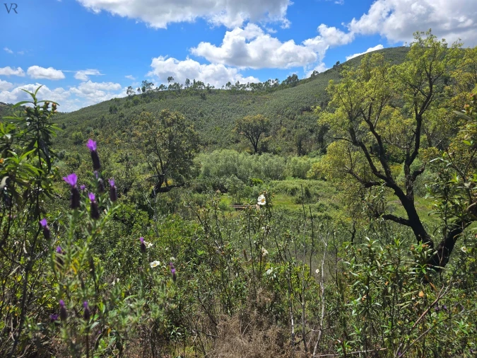 Terreno para Venda em Marmelete Foto 8
