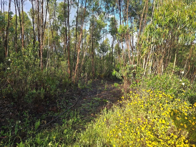 Terreno para Venda em Marmelete Foto 7