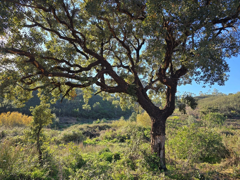 Terreno para Venda em Marmelete Foto 4