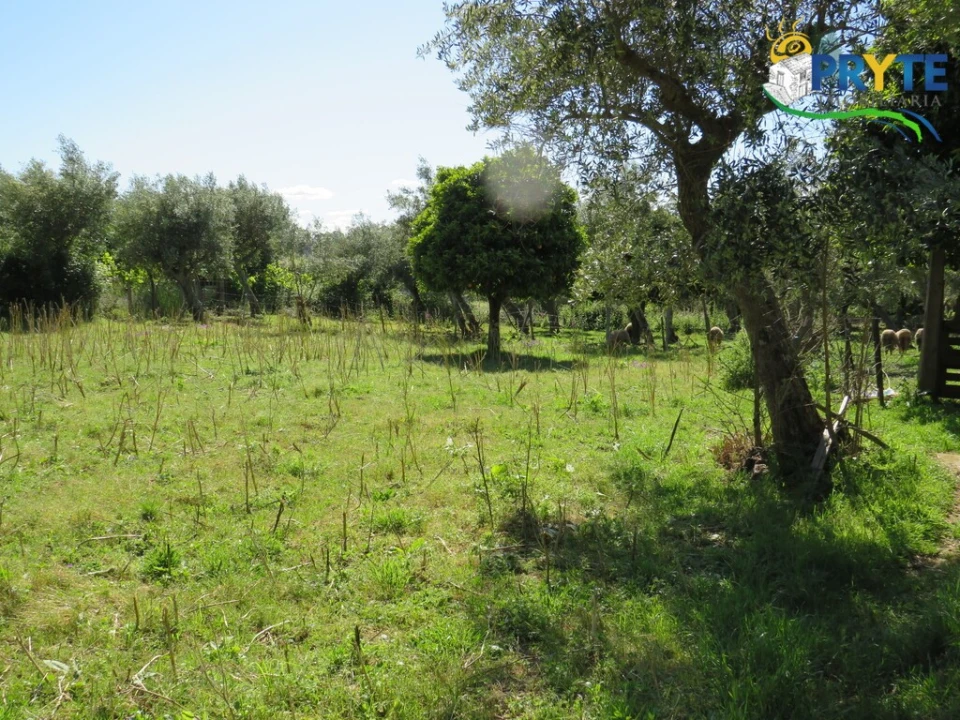Terreno para Venda em Cabeçudo Foto 17