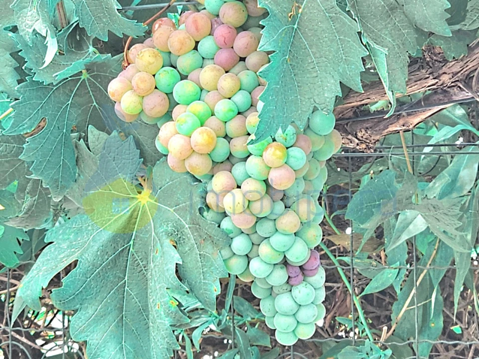 Moradia T4 para Venda em Guia Foto 13