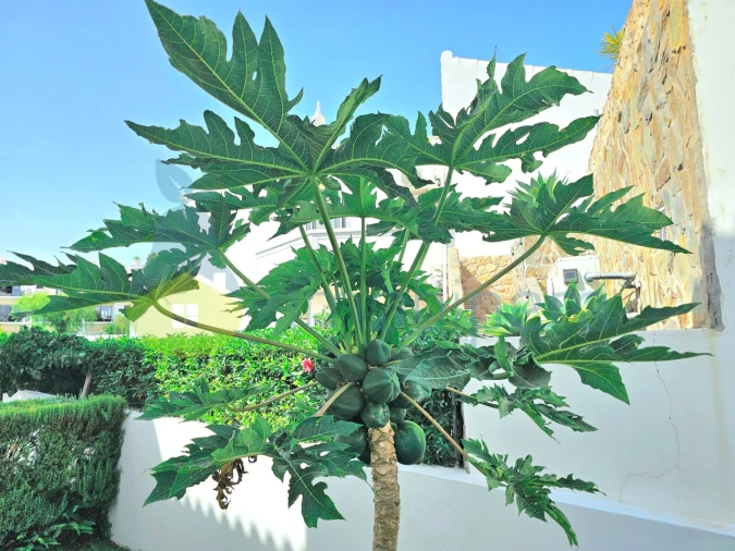 Moradia T4 para Venda em Guia Foto 12