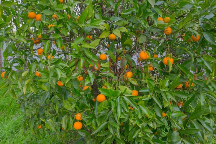 Moradia T3 para Venda em Glória do Ribatejo e Granho Foto 36