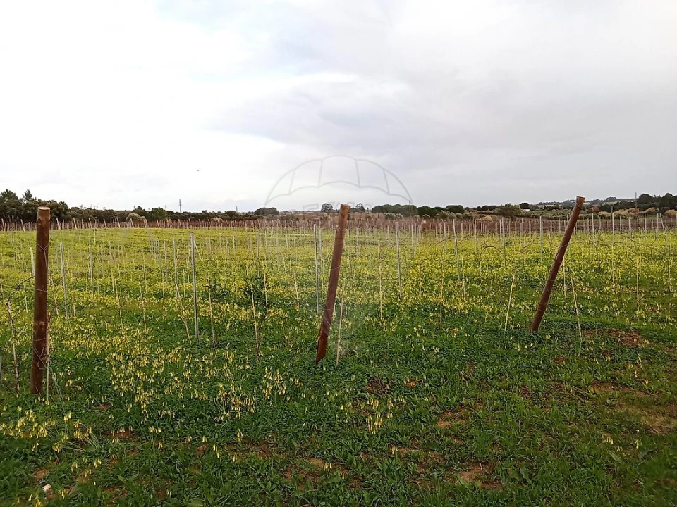 Terreno para Venda em Ereira e Lapa Foto 10