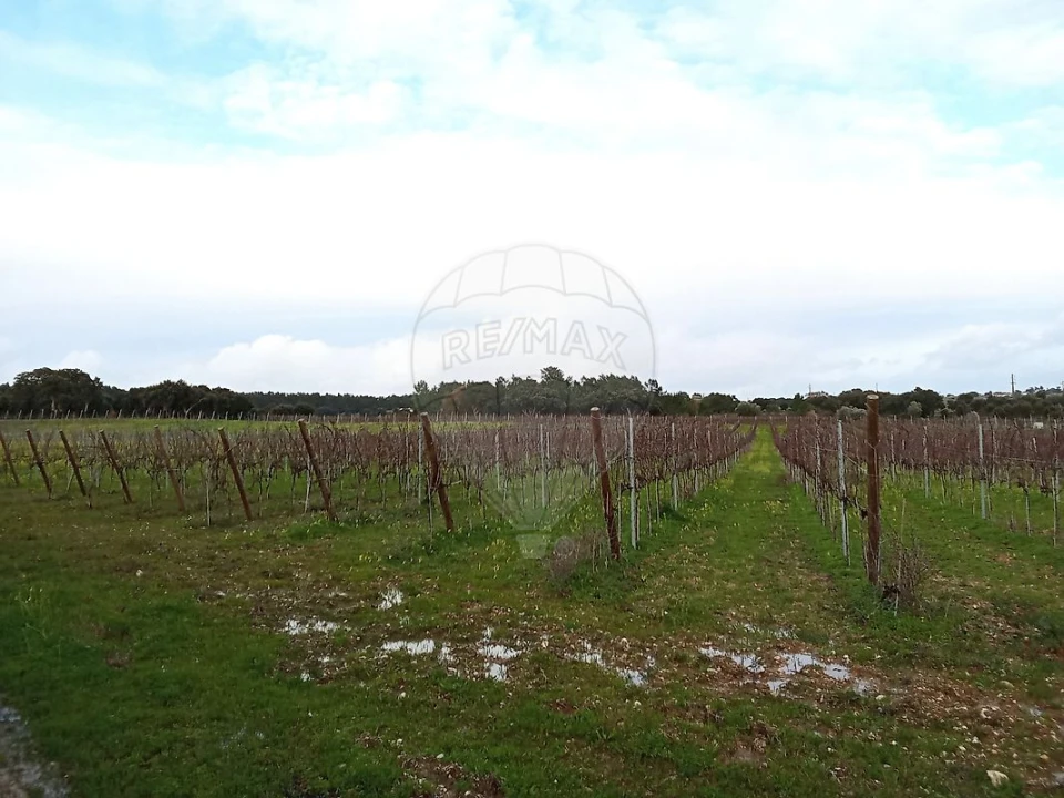 Terreno para Venda em Ereira e Lapa Foto 1