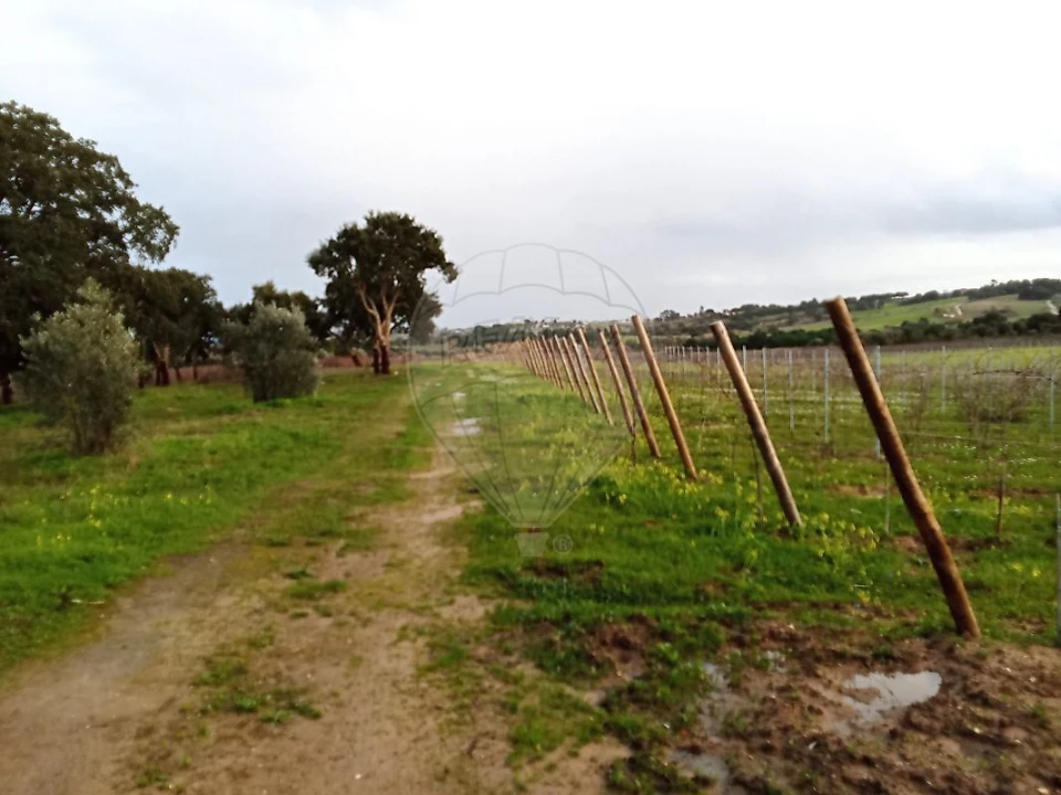 Terreno para Venda em Ereira e Lapa Foto 9