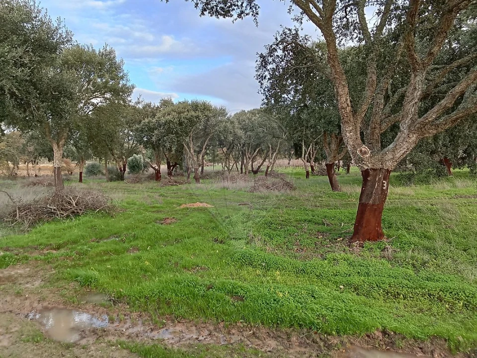 Terreno para Venda em Ereira e Lapa Foto 14