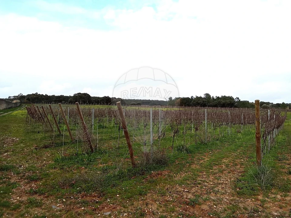 Terreno para Venda em Ereira e Lapa Foto 2