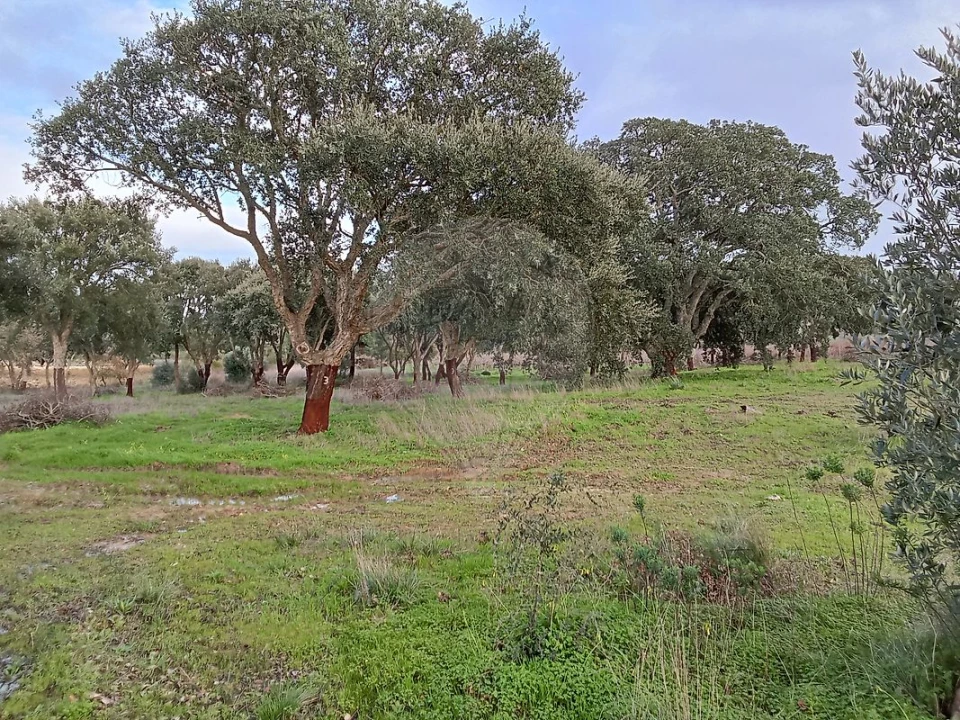 Terreno para Venda em Ereira e Lapa Foto 11