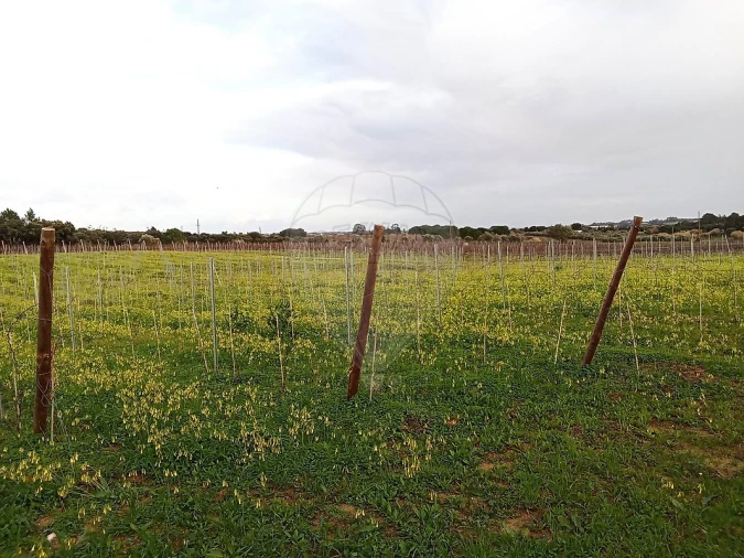 Terreno para Venda em Ereira e Lapa Foto 10