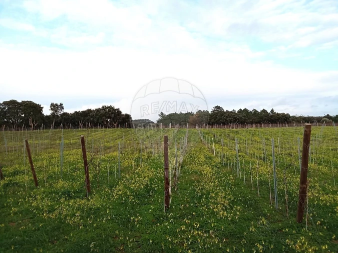 Terreno para Venda em Ereira e Lapa Foto 8