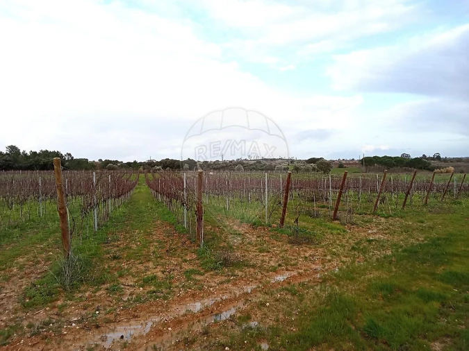 Terreno para Venda em Ereira e Lapa Foto 5