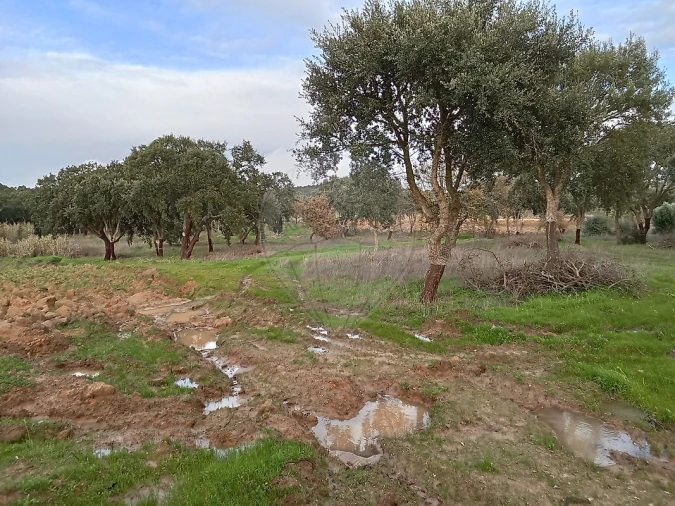 Terreno para Venda em Ereira e Lapa Foto 15