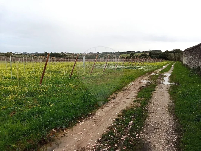 Terreno para Venda em Ereira e Lapa Foto 7