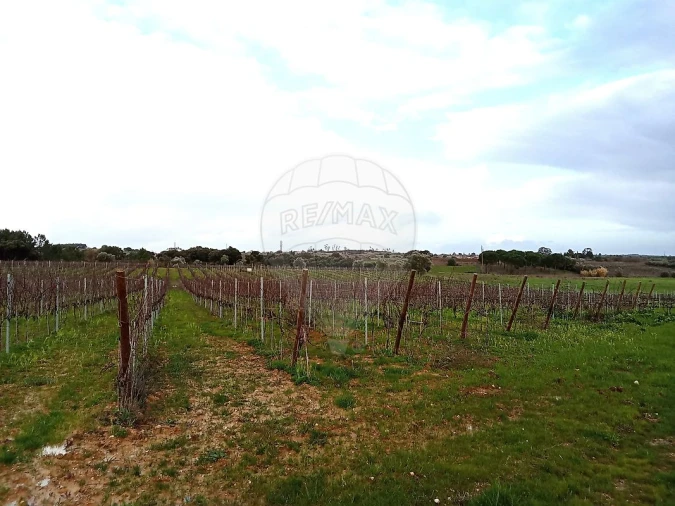 Terreno para Venda em Ereira e Lapa Foto 3