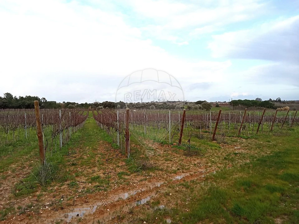 Terreno para Venda em Ereira e Lapa Foto 5