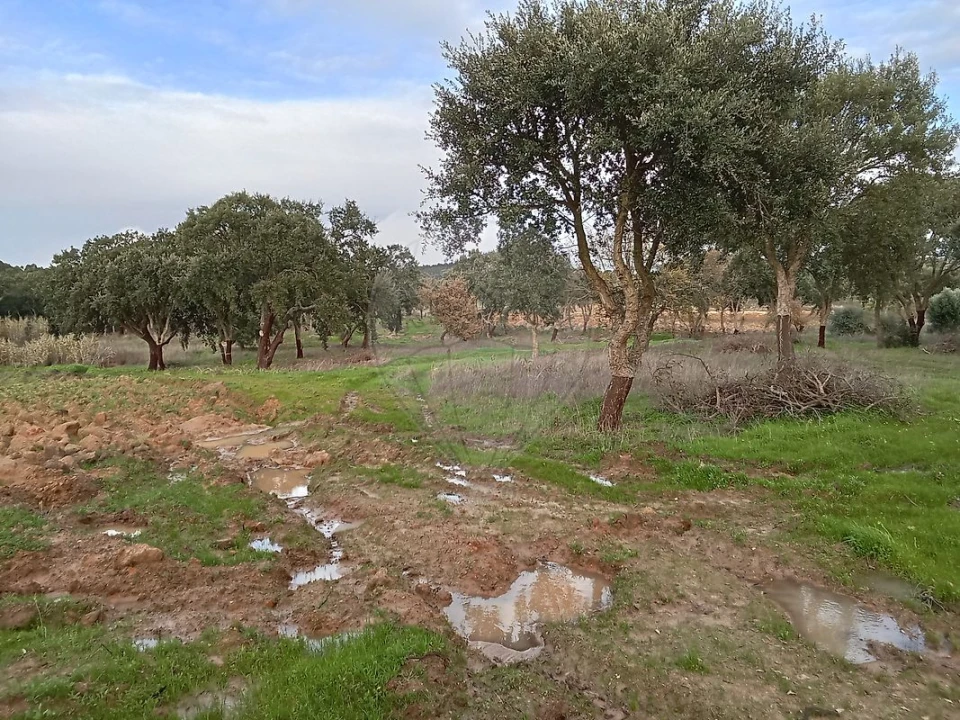 Terreno para Venda em Ereira e Lapa Foto 15