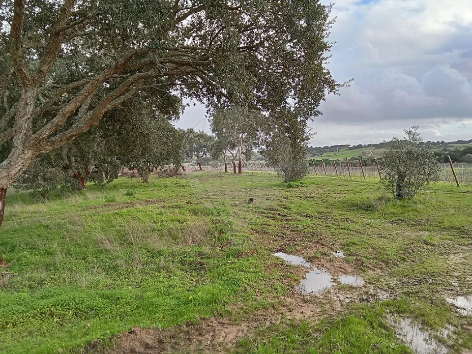Terreno para Venda em Ereira e Lapa Foto 13