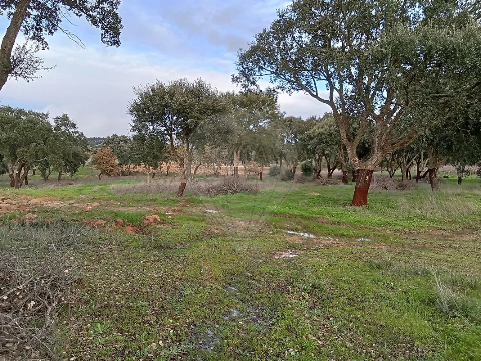 Terreno para Venda em Ereira e Lapa Foto 12