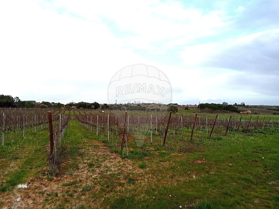 Terreno para Venda em Ereira e Lapa Foto 3