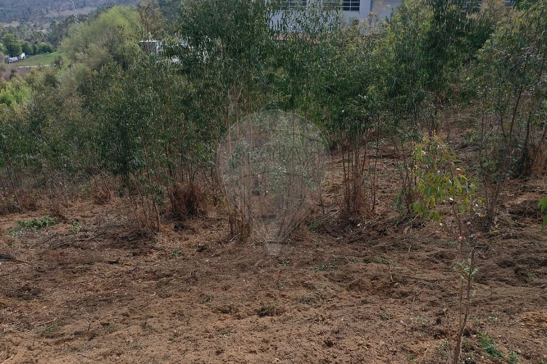Terreno para Venda em Escapães Foto 4