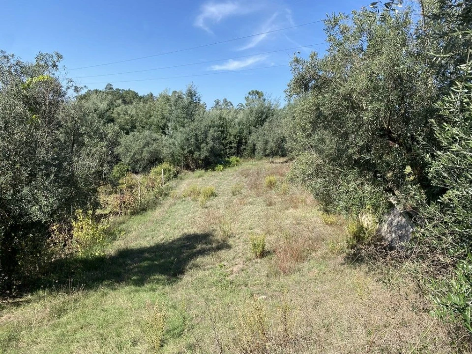 Terreno Agricola ou Rústico para Venda em Arrifana Foto 11