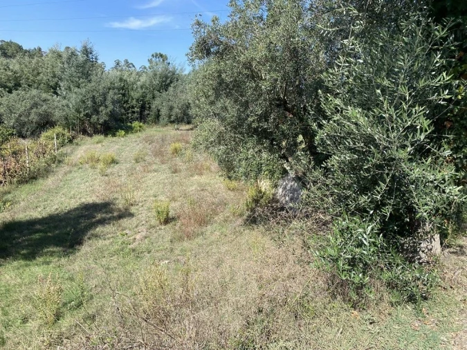 Terreno Agricola ou Rústico para Venda em Arrifana Foto 5
