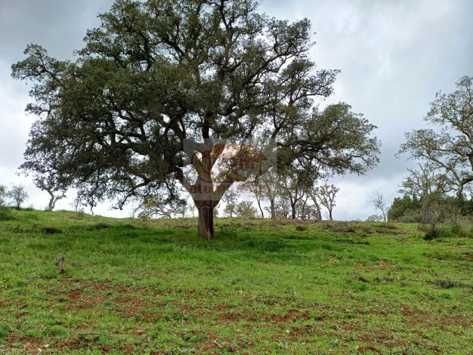 Terreno Agricola ou Rústico para Venda em São Domingos e Vale de Água Foto 5