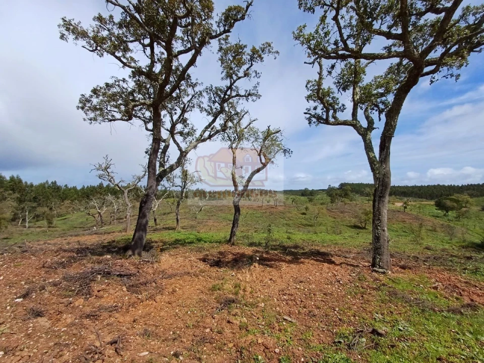 Terreno Agricola ou Rústico para Venda em São Domingos e Vale de Água Foto 11