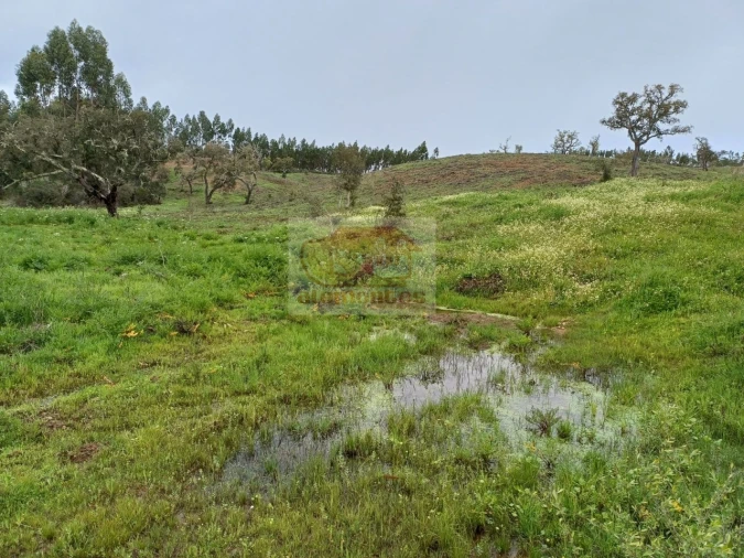 Terreno Agricola ou Rústico para Venda em São Domingos e Vale de Água Foto 2
