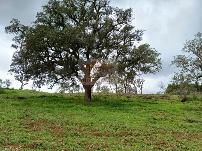 Terreno Agricola ou Rústico para Venda em São Domingos e Vale de Água Foto 5