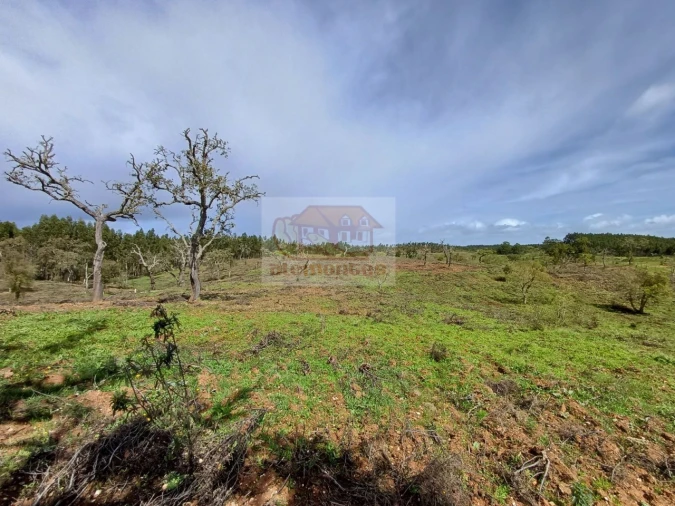 Terreno Agricola ou Rústico para Venda em São Domingos e Vale de Água Foto 7