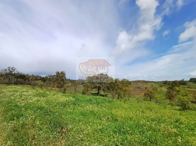 Terreno Agricola ou Rústico para Venda em São Domingos e Vale de Água Foto 9