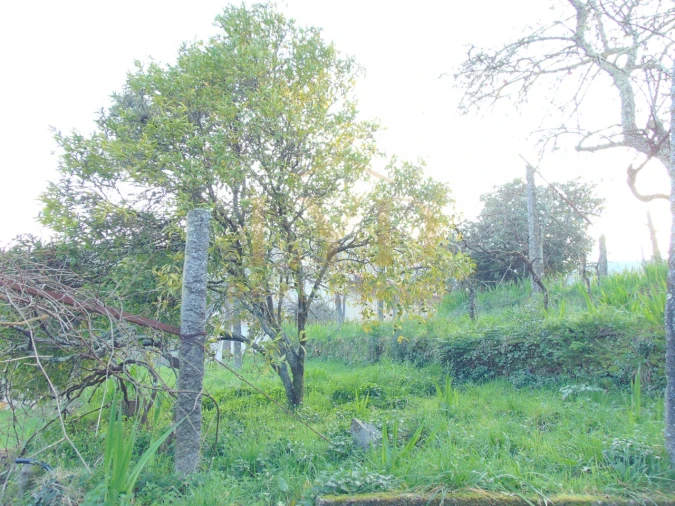 Quinta T2 para Venda em Raiva, Pedorido e Paraíso Foto 22